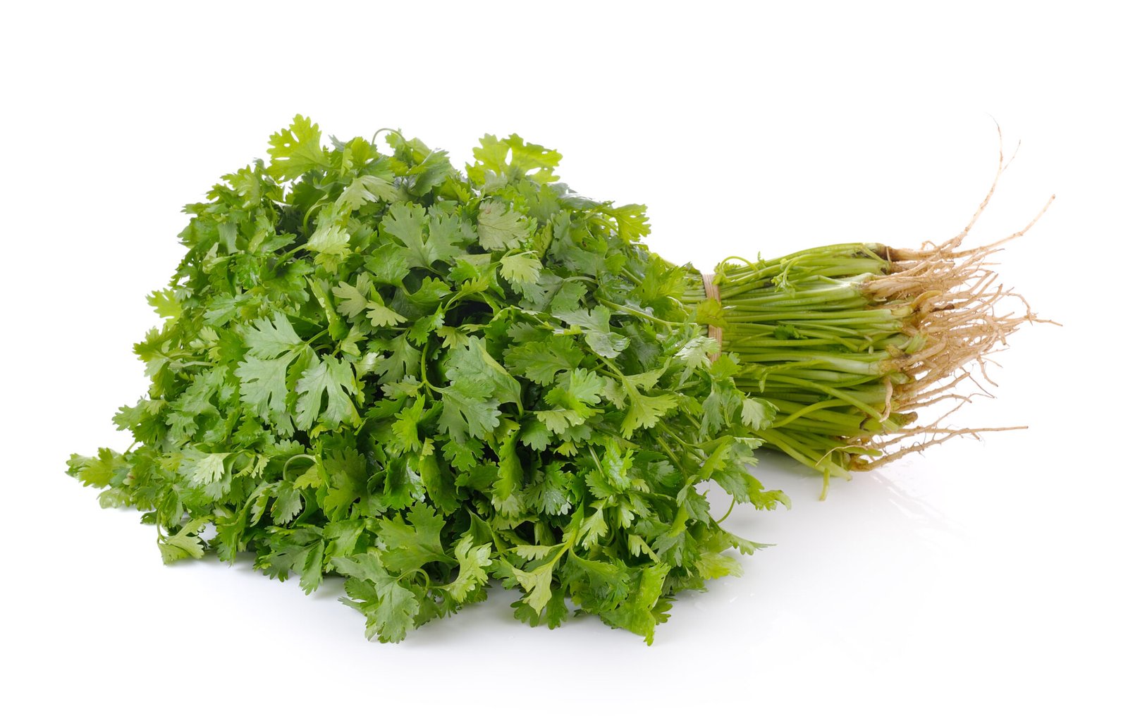 Coriander
