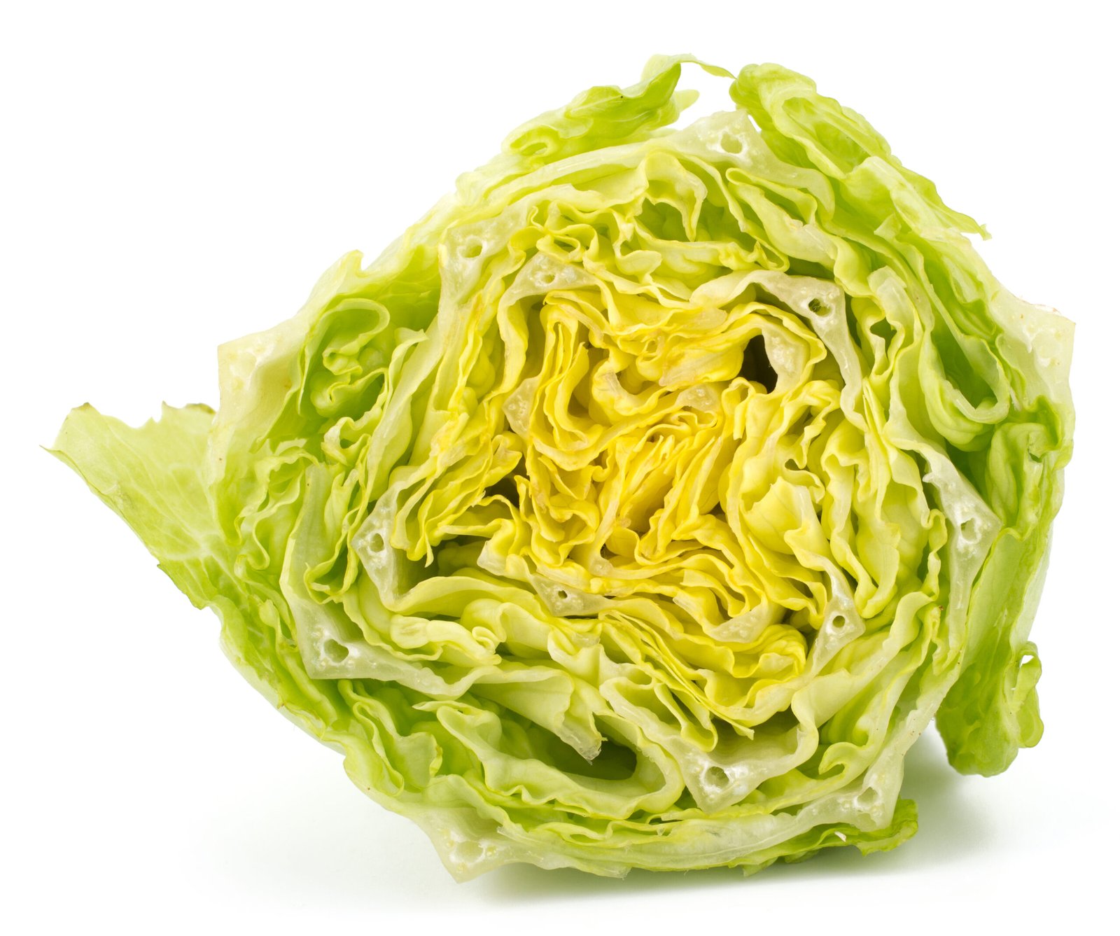  Iceberg lettuce