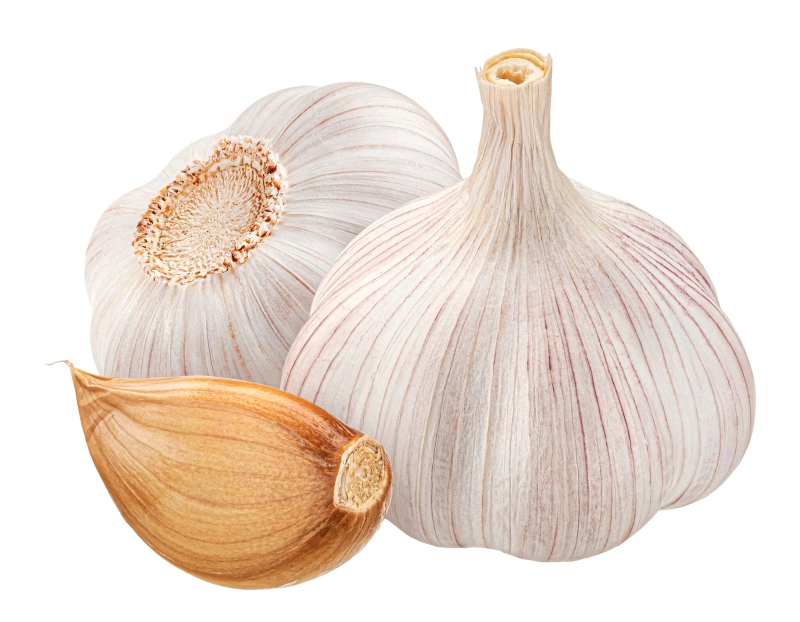 Garlic
